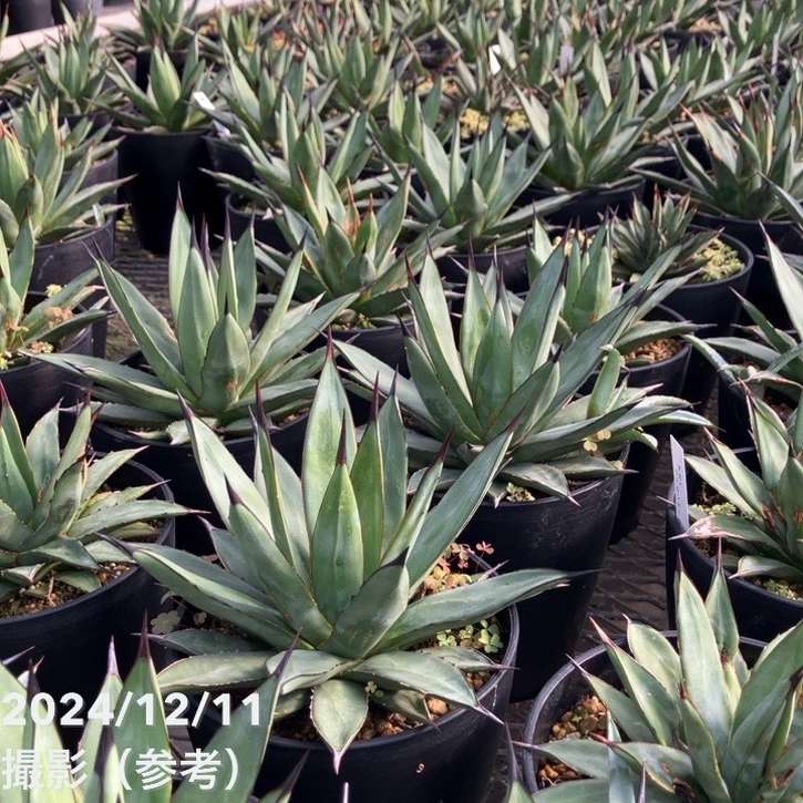 アガベ 5号 リトルシャーク Little Shark｜観葉01-D1 | 観葉・多肉