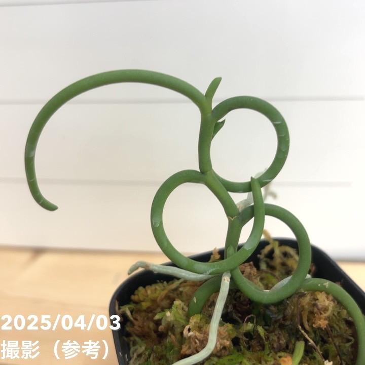 現品お届け】パピリオナンテ テレス バリエガータ オリンピック