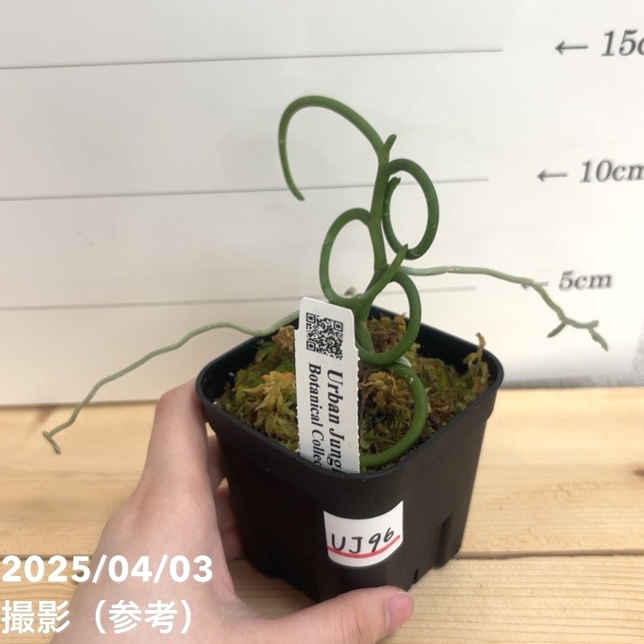 現品お届け】パピリオナンテ テレス バリエガータ オリンピック