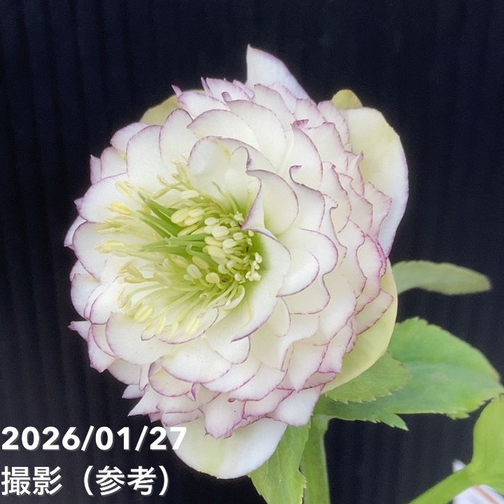 クリスマスローズ 認定ホワイトアフロディーテ メビウス交配最新花