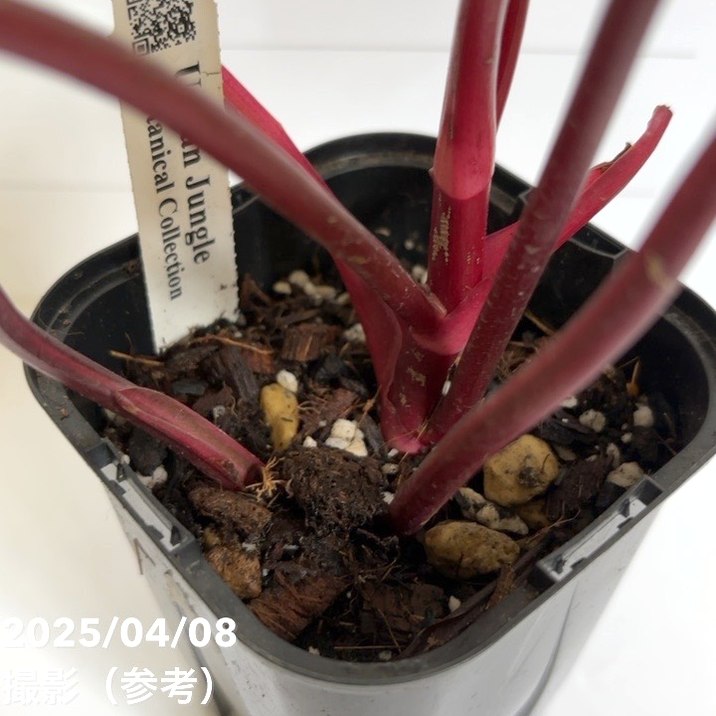 フィロデンドロン ストロベリーシェイク Philodendron cv Strawberry
