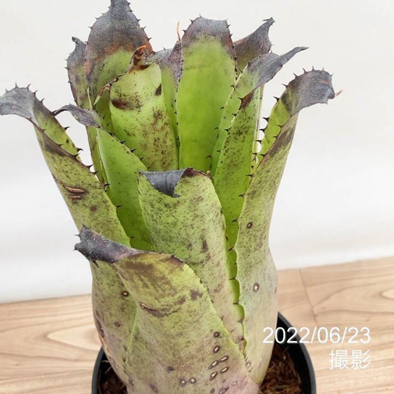 ホヘンベルギア 5号 レオポルドホルスティー Hohenbergia leopoldo