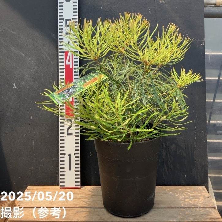 バンクシア スピヌロサ ヘアピンバンクシア 5号｜花木04-PA | 花木