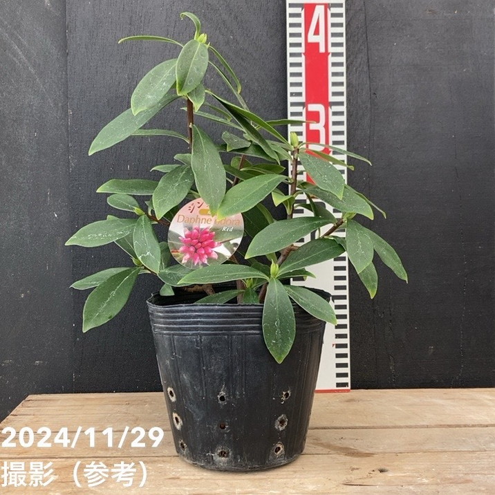 沈丁花 ジンチョウゲ 赤 5号ポット｜花木04-PA | 花木・庭木 | 赤塚