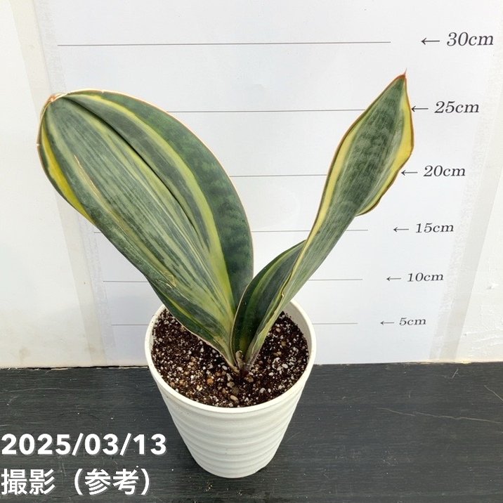 サンスベリア 4号 マッソニアナ バリエガータ 斑入り プラ鉢仕様｜観葉