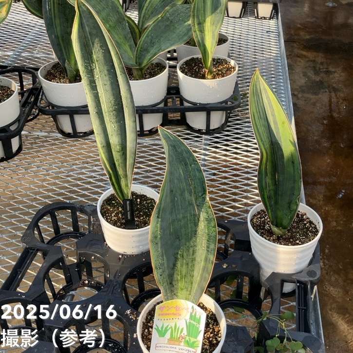 サンスベリア 4号 マッソニアナ バリエガータ 斑入り プラ鉢仕様｜観葉