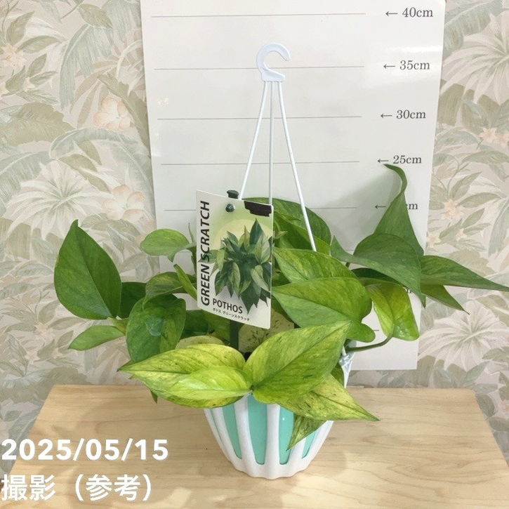 ポトス グリーンスクラッチ 5号吊り鉢｜観葉04-PA | 観葉・多肉,ポトス
