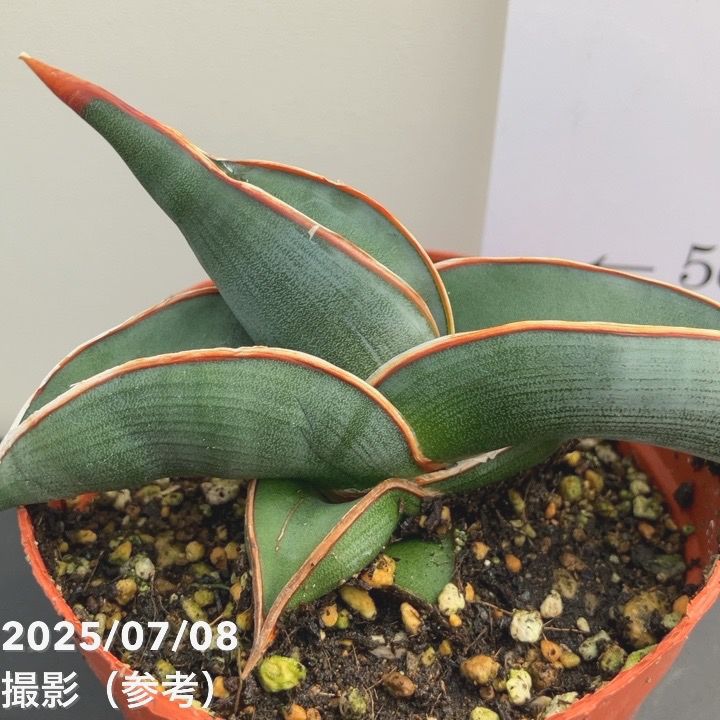 現品お届け】サンスベリア 3号 ロリダ 生産鉢仕様（S85）｜観葉02-D2