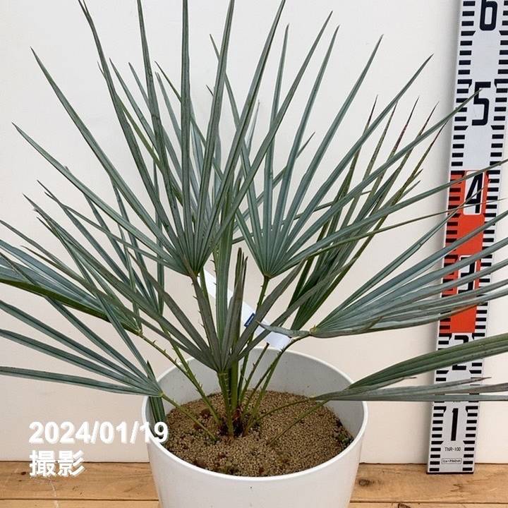 現品お届け】チャメロプス フミリス セリフェラ 7号（1）｜花木04-PA