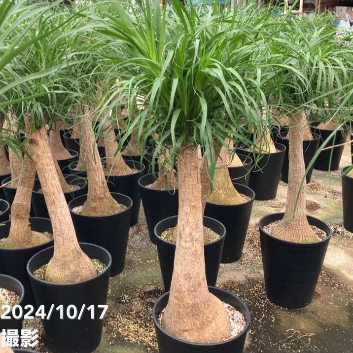 トックリラン（ノリナ） 10号｜s200｜観葉01-D1 | 観葉・多肉 | 赤塚