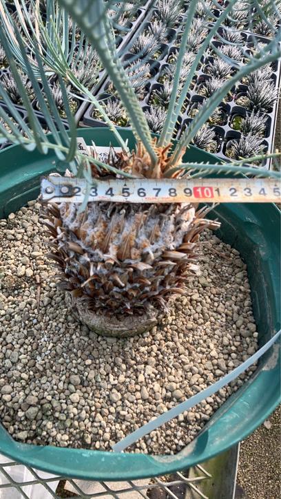 激レア！現品お届け】サイカス カイルンシアナ（ブルーソテツ）10号