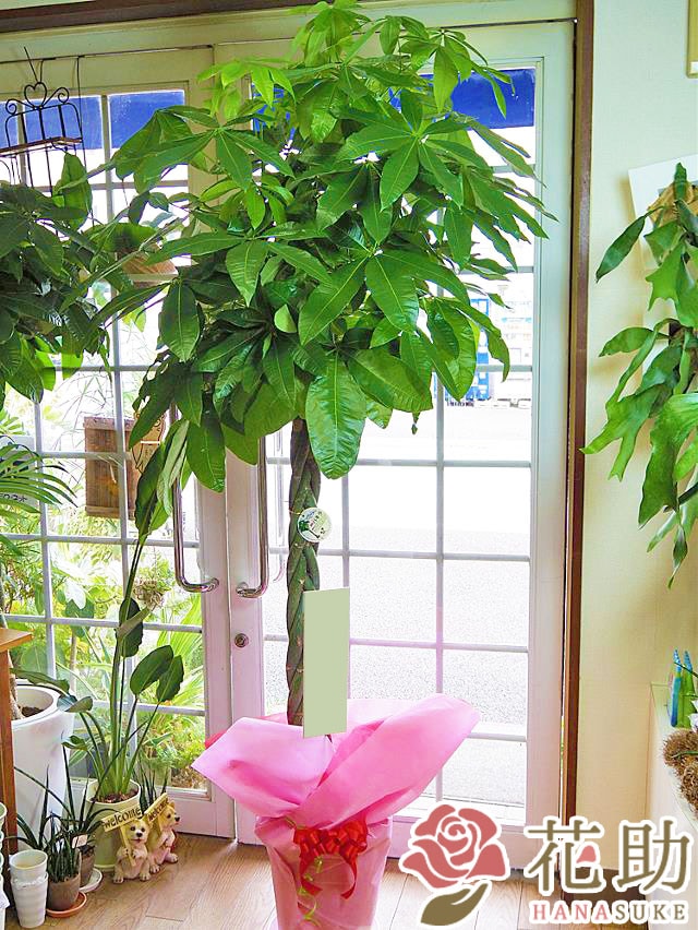 観葉植物【パキラ】 20000円 | 観葉植物 | 【花助】祝花・厳選花屋から