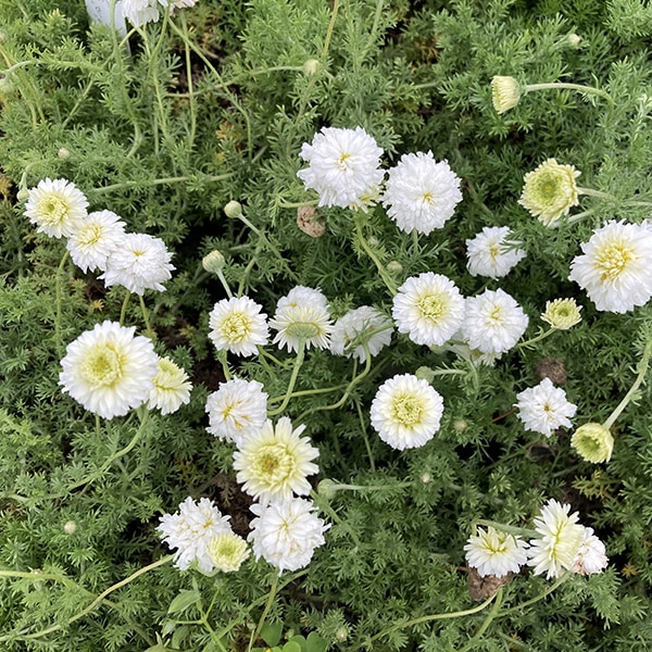 ダブルフラワー・カモミール(ポット苗) | 日野春ハーブガーデン