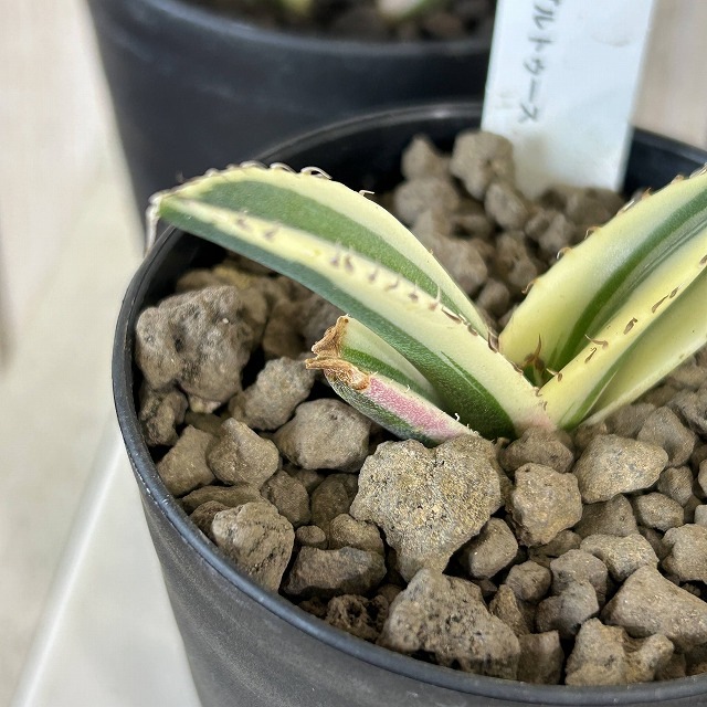 斑入りアガベ チタノタ スナグルトゥース 3号硬質ロング(個体おまかせ1