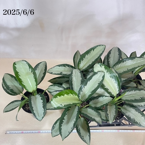 アグラオネマ オオサカブラック 6号(個体おまかせ1鉢)｜芳樹園