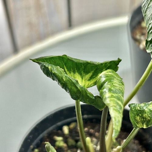 シンゴニウム ゴジラ(縮れ葉) 2.5号 ※葉傷みあり｜芳樹園オンライン