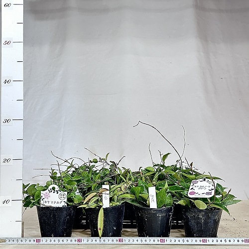 ホヤ マチルダ 3.5号ポット(個体おまかせ1鉢)｜芳樹園オンラインショップ