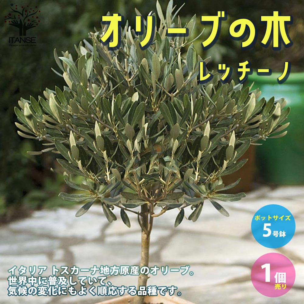 オリーブの苗木 レッチーノ【果樹の苗木 5号ポット苗 2年生 挿し木苗
