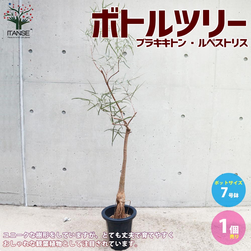 ボトルツリー (ブラキキトン・ルペストリス) 【観葉植物 7号鉢／1個