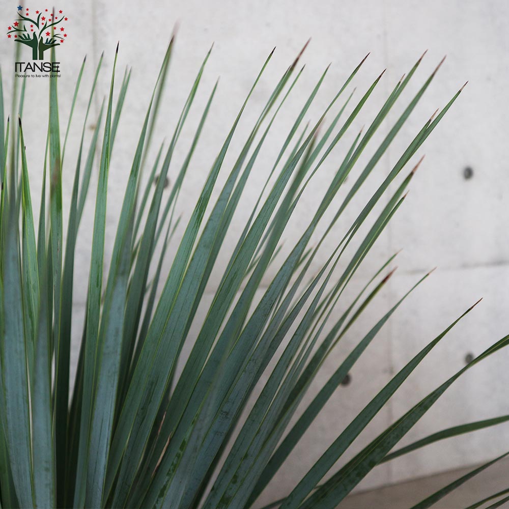 ユッカ・ロストラータ【観葉植物 10号鉢：リビングやオフィス向き