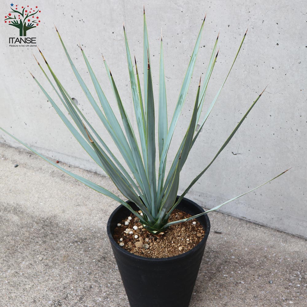 ユッカ リギダ 【観葉植物 8号プラスチック鉢：リビングやオフィス向き