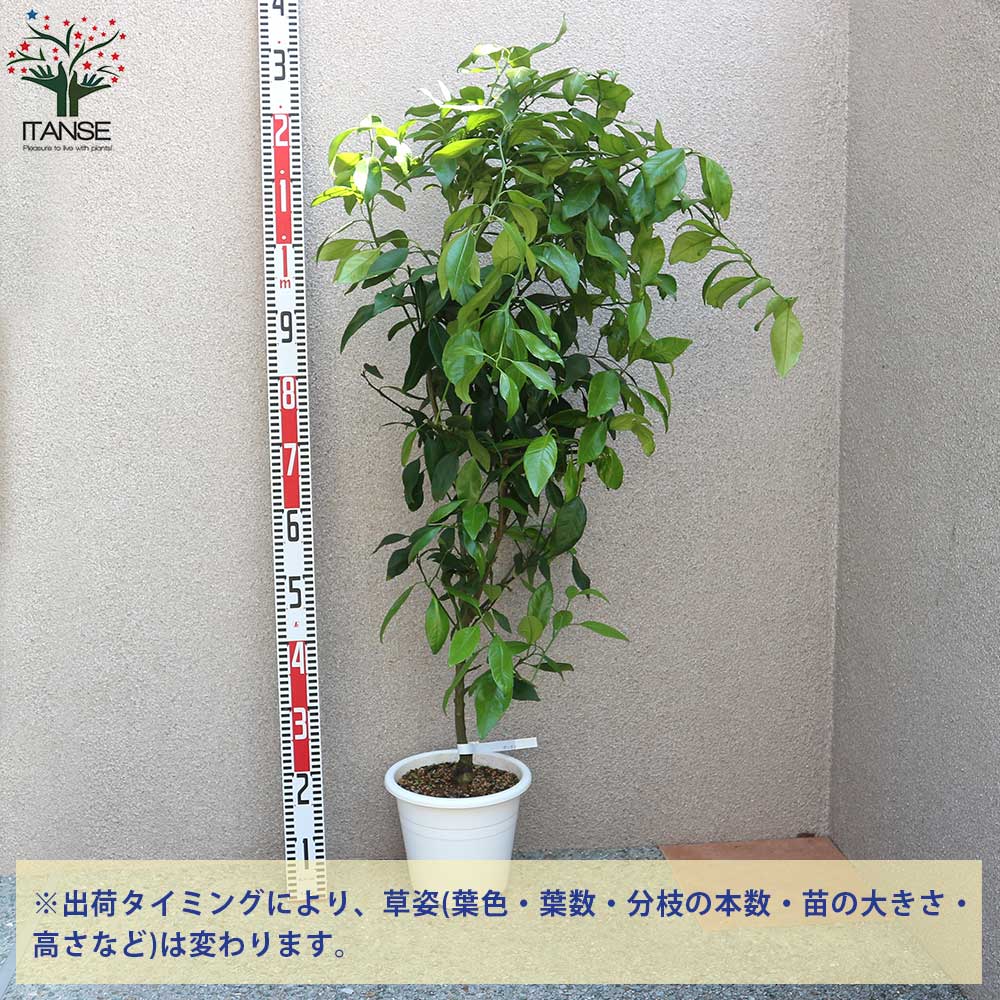 柑橘の苗 ポンカン【果樹の苗木 7号鉢 3年生 接木苗／1個売り