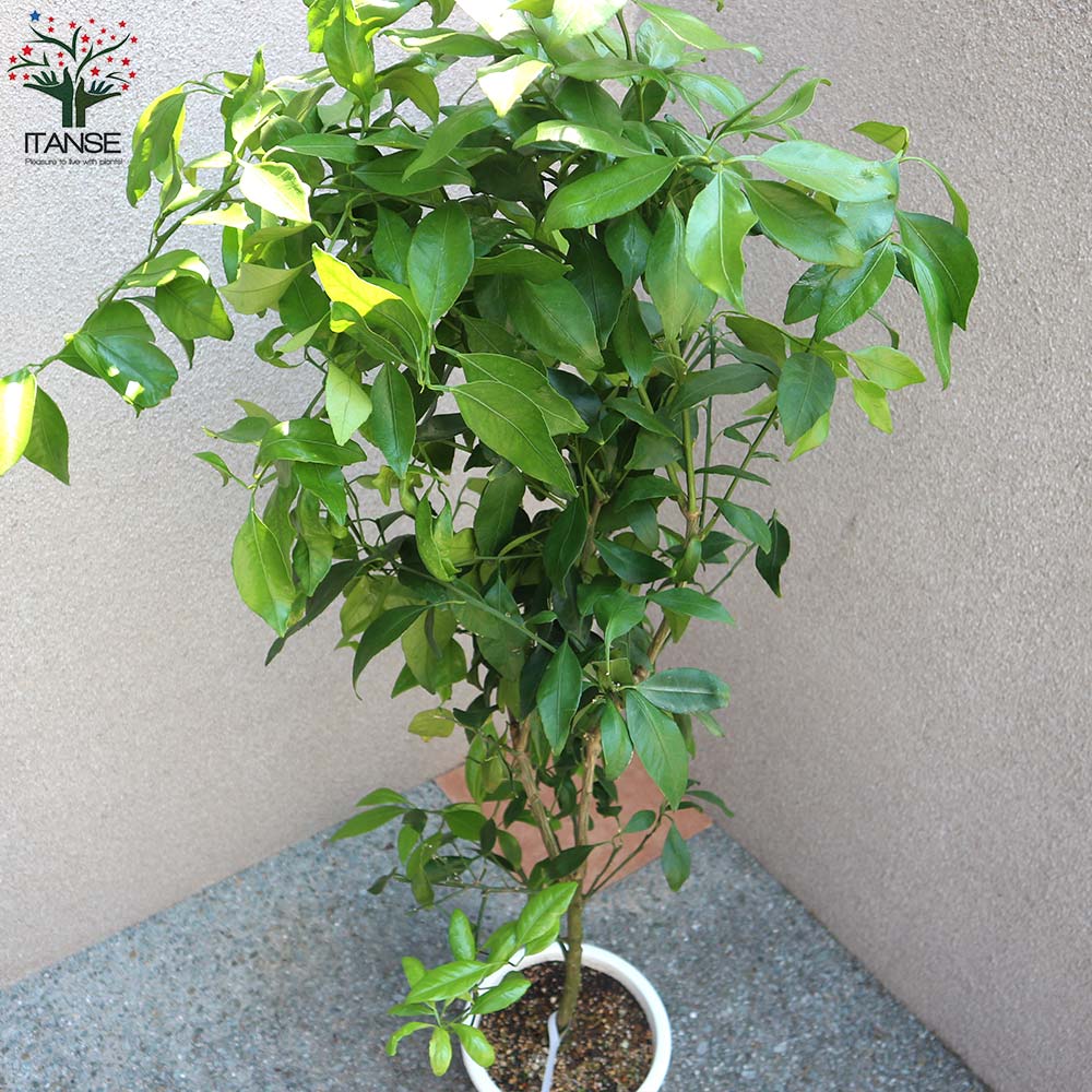 柑橘の苗 ポンカン【果樹の苗木 7号鉢 3年生 接木苗／1個売り