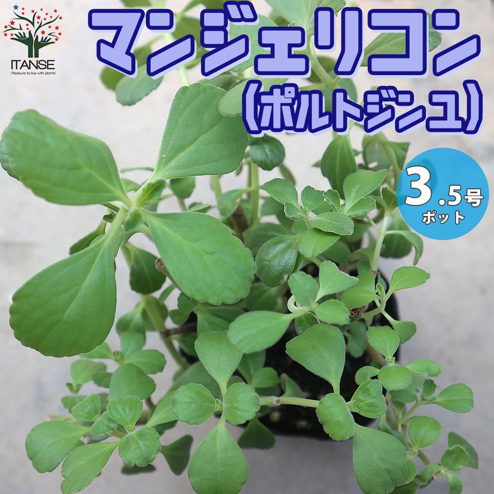 マンジェリコンの苗 マンジェリコン(ポルトジンユ)ボルトジンユ