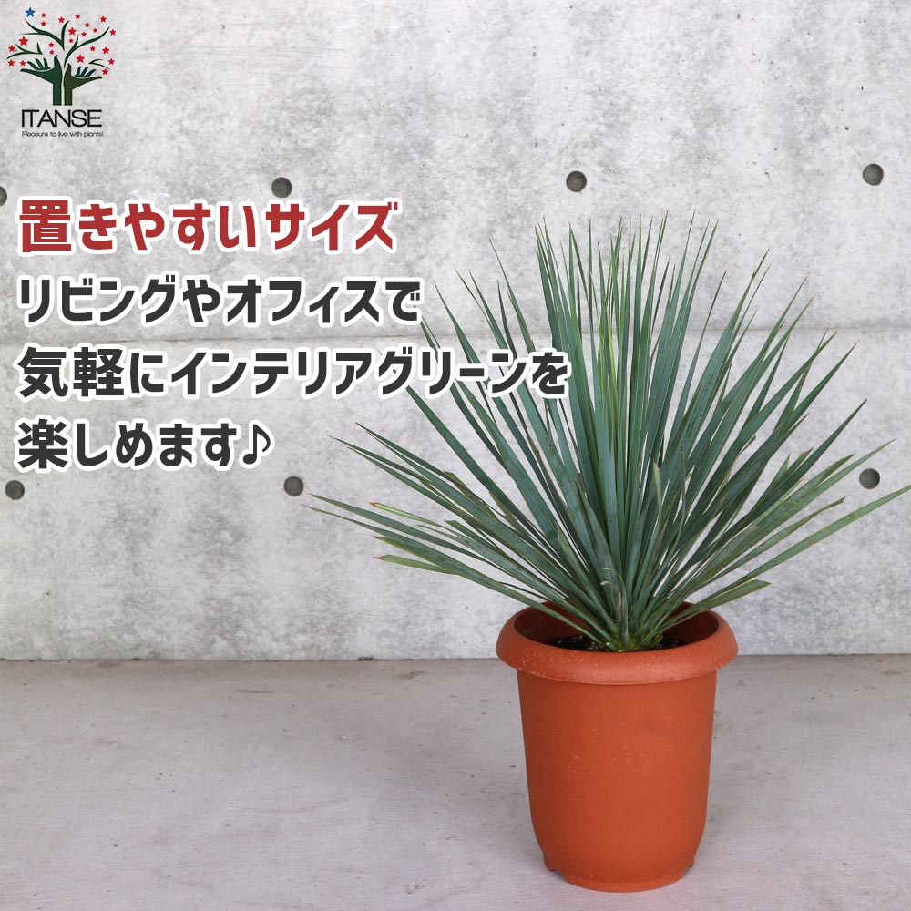 ユッカ ロストラータ (シルバーグリーン葉) リビングやオフィス向き