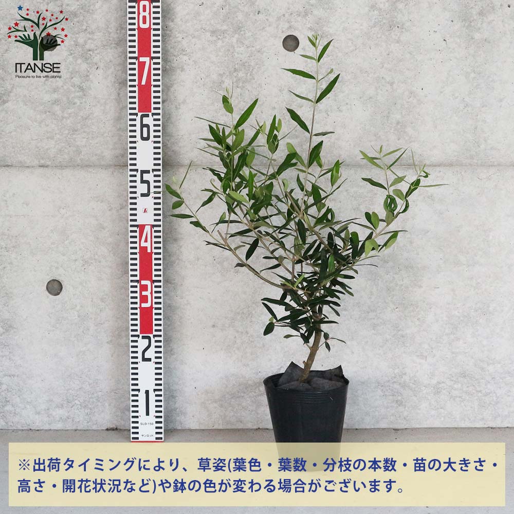 オリーブの苗木 ひなかぜ 【果樹の苗木 5号ポット苗 2年生 挿し木苗／1