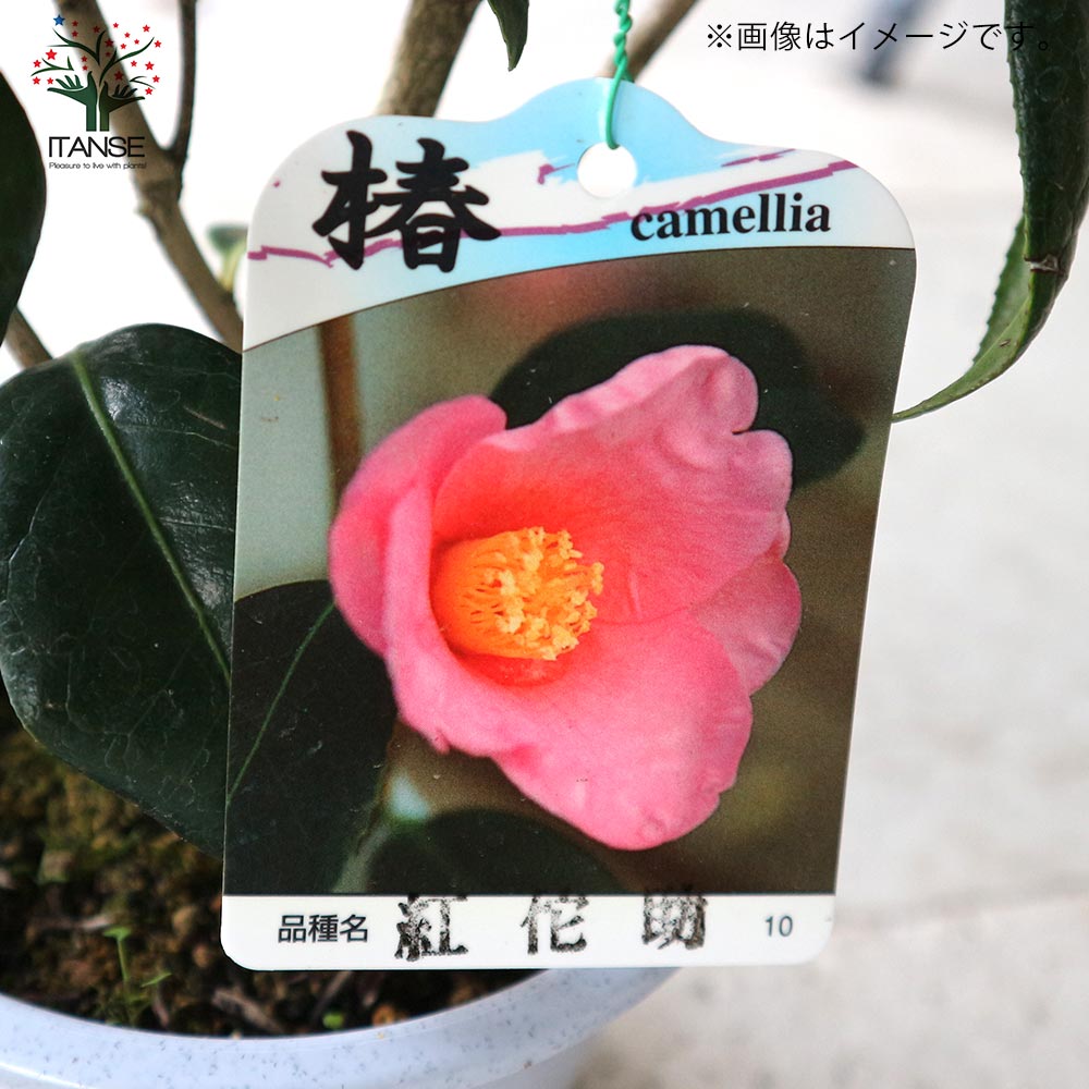 椿 紅侘助(べにわびすけ) 【庭木 4.5号鉢／1個売り】｜ 【植物の