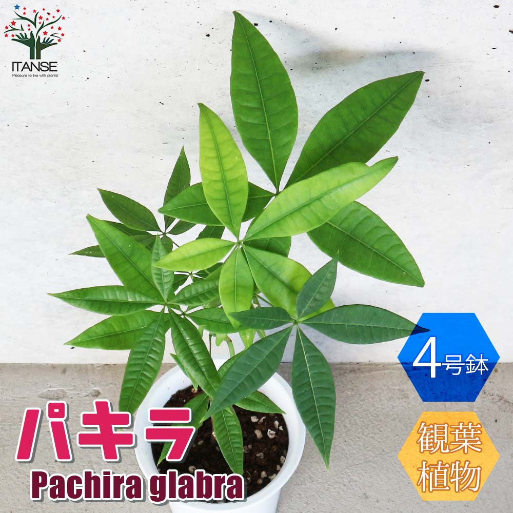 パキラ 【観葉植物 リビングやオフィス向きサイズ 4号 白プラ鉢／1個