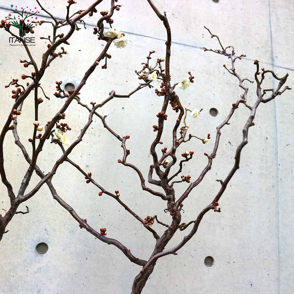 雲竜梅(ウンリュウバイ) 【庭木 8号鉢／1個売り】｜ 【植物の