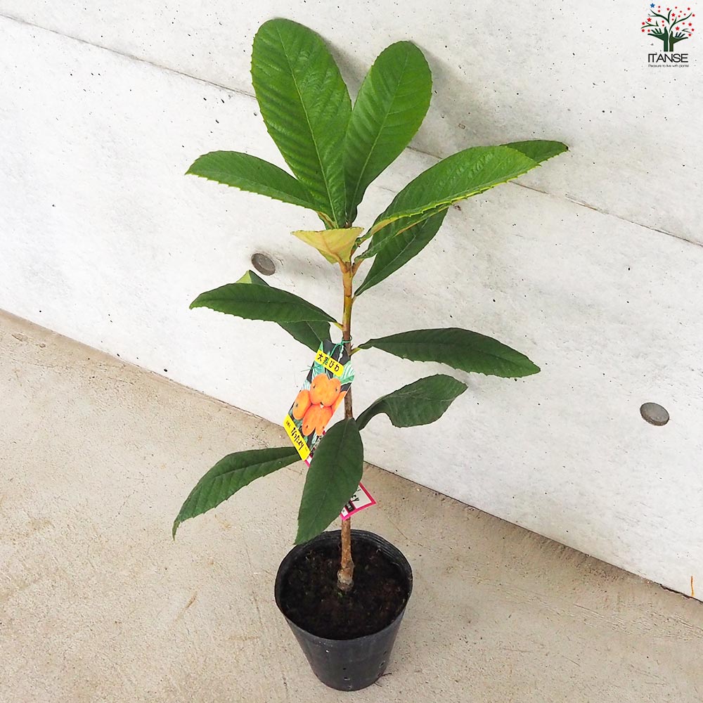 枇杷(びわ)の苗木 品種：なつたより【果樹の苗 13.5cmポット 1年生