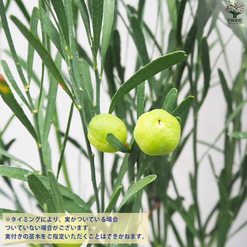 デザートライム【果樹の苗木 15cmポット 接木苗／1個売り】｜ 【植物の