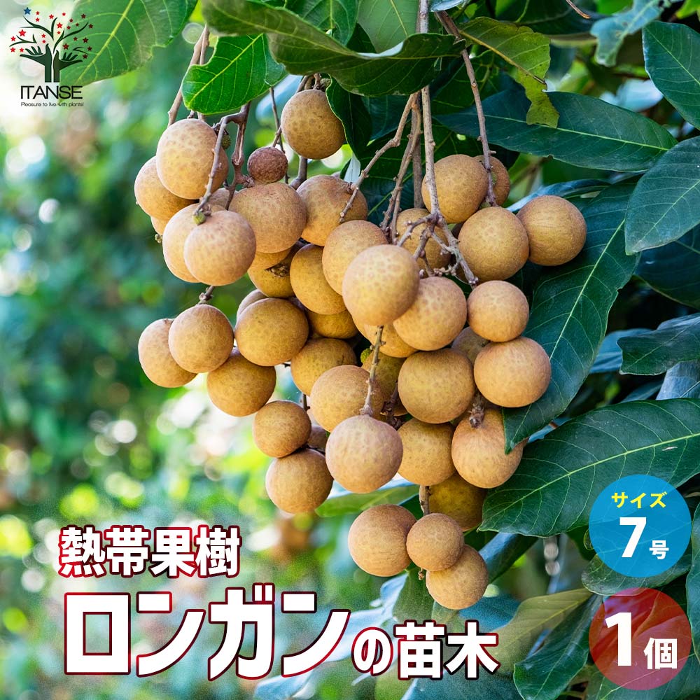 ロンガン(竜眼・リュウガン)の苗木【果樹の苗木 7号ポット／1個売り