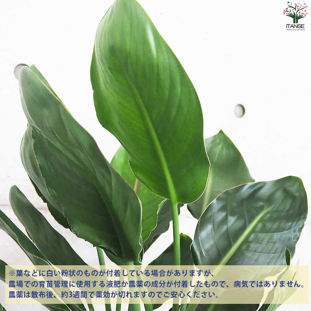 ストレリチア レギネ 極楽鳥花【観葉植物 7号鉢／1個売り】｜ 【植物の