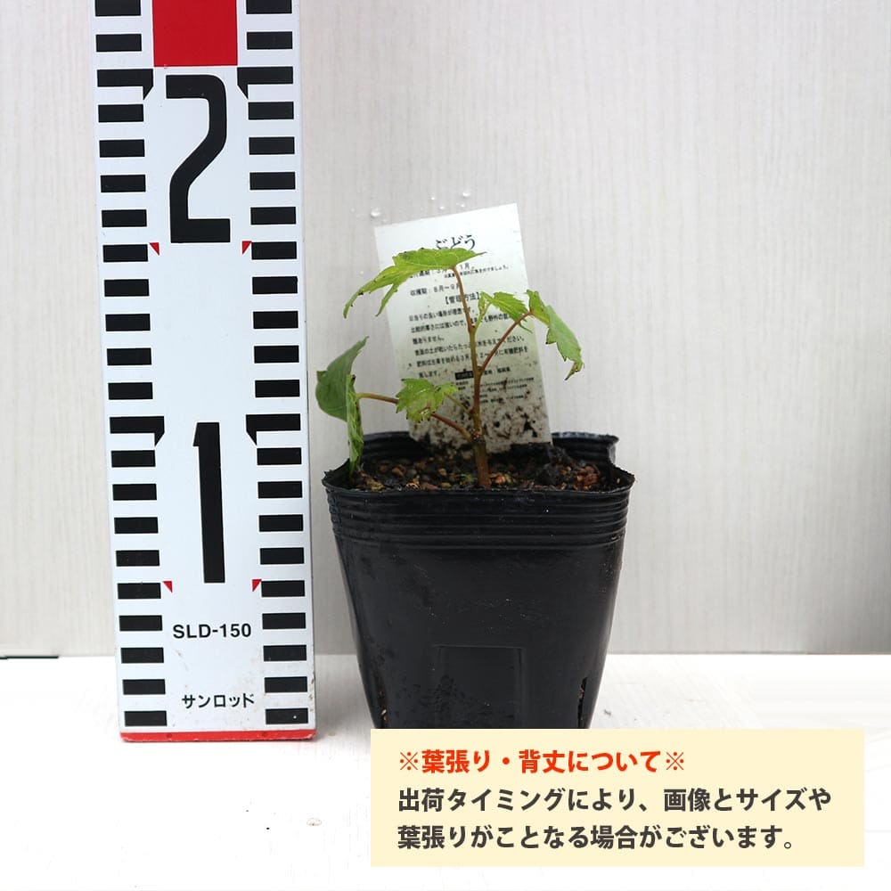 紅三尺ぶどう【果樹苗 10.5cmポット挿し木苗】｜ 【植物のITANSE