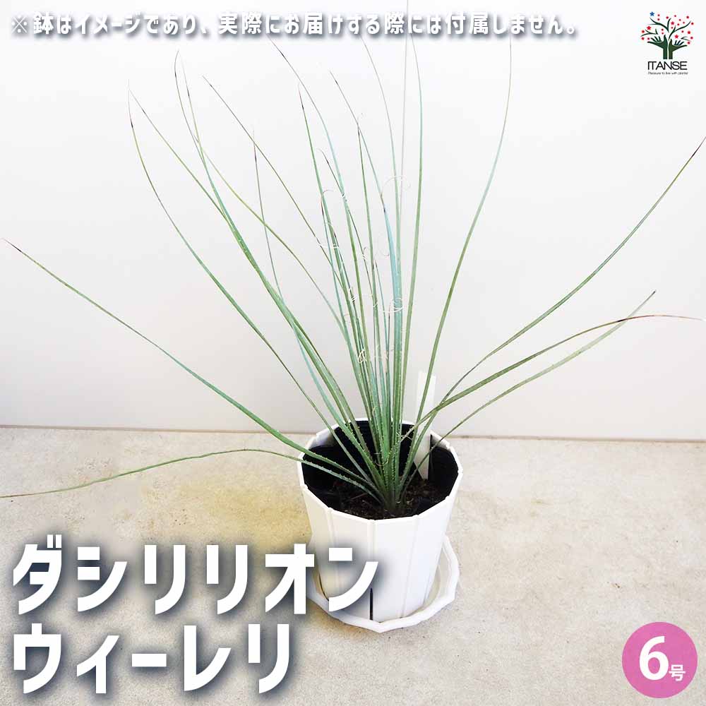 ダシリリオン ウィーレリ 【多肉植物 6号】｜ 【植物のITANSE