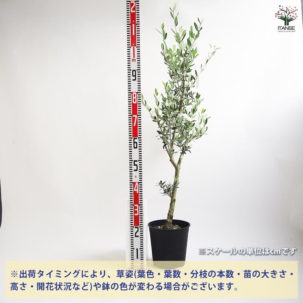 オリーブ コレッジョラ 【果樹の苗木 7号／1個売り】｜ 【植物の