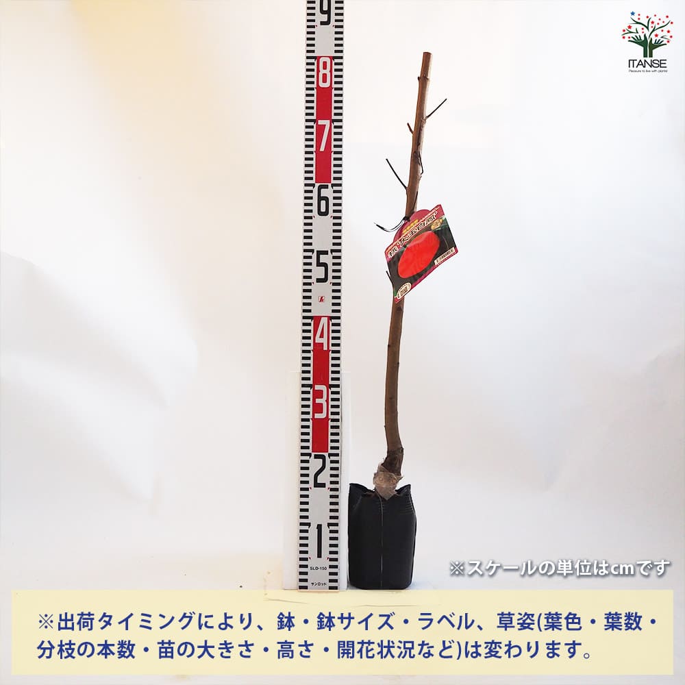 桃の苗木 大玉白鳳 【果樹の苗木 4.5号ポット／1個売り】｜ 【植物の