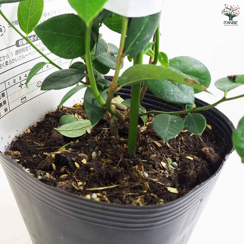 ブルーベリー レガシー 【果樹の苗木 5号ポット】｜ 【植物の