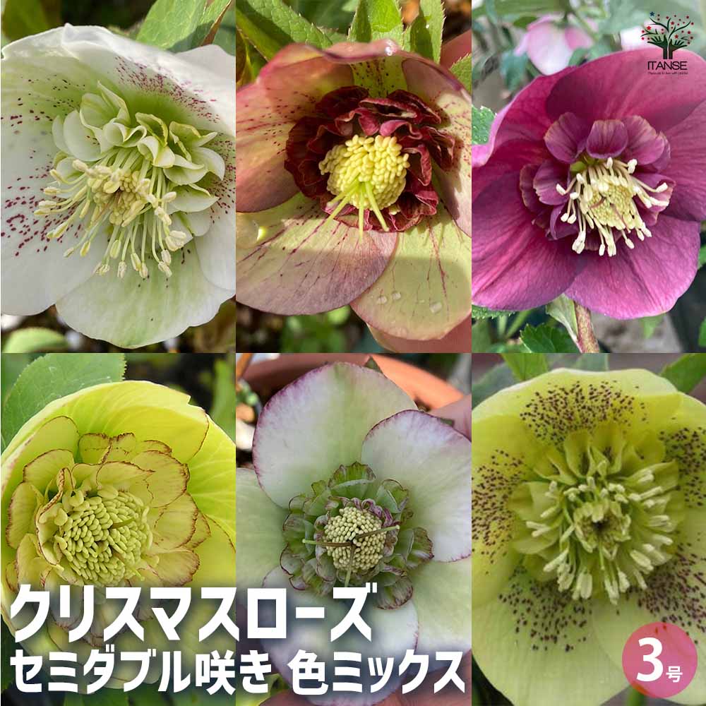 クリスマスローズ セミダブルまとめ売り クリスマスローズ (セミダブル