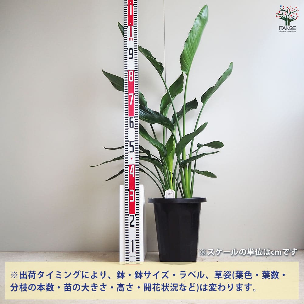 ストレリチア レギネ(極楽鳥花) 【観葉植物 8号鉢／1個売り】｜ 【植物