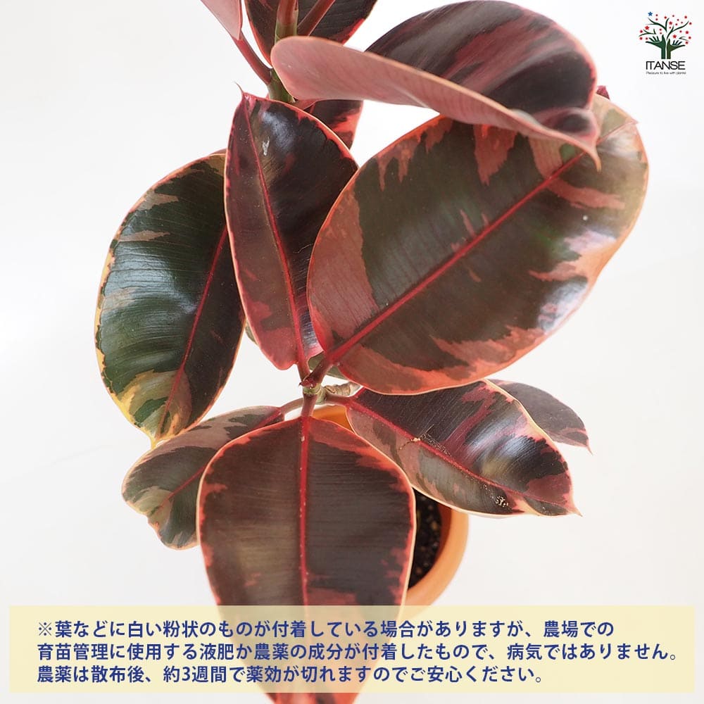 フィカス ルビー 【観葉植物 8号／1個売り】｜ 【植物のITANSE