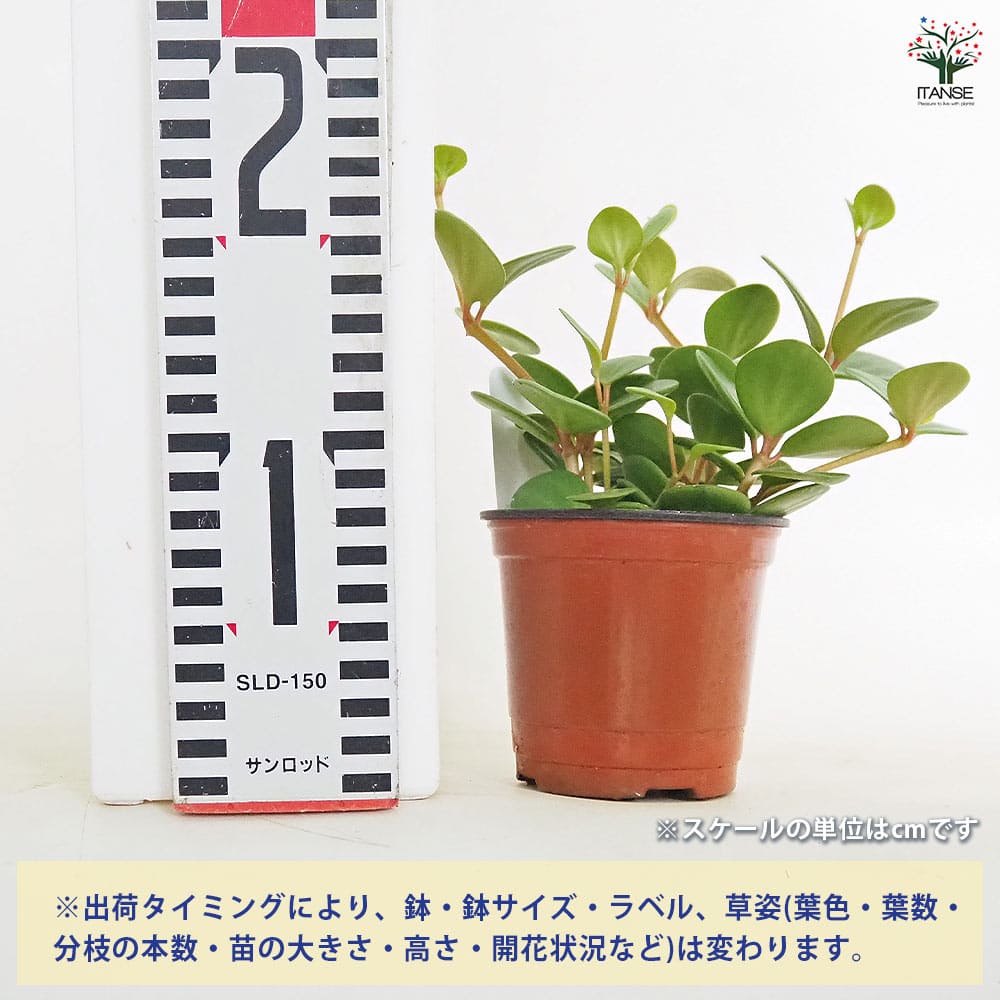 ペペロミア ホープ 【観葉植物 3.5号】｜ 【植物のITANSE】全品