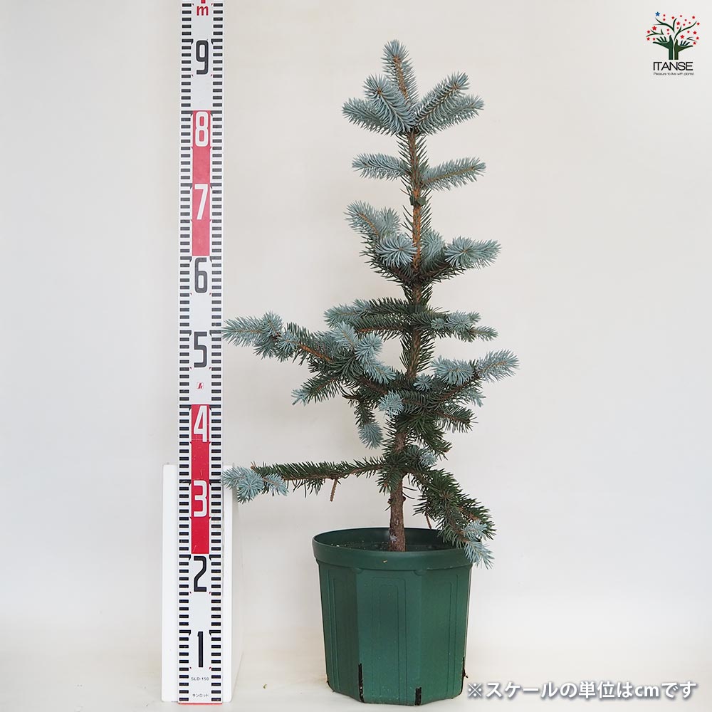 ピセア プンゲンス ホプシー 【花木苗 8号／1個売り】｜ 【植物の