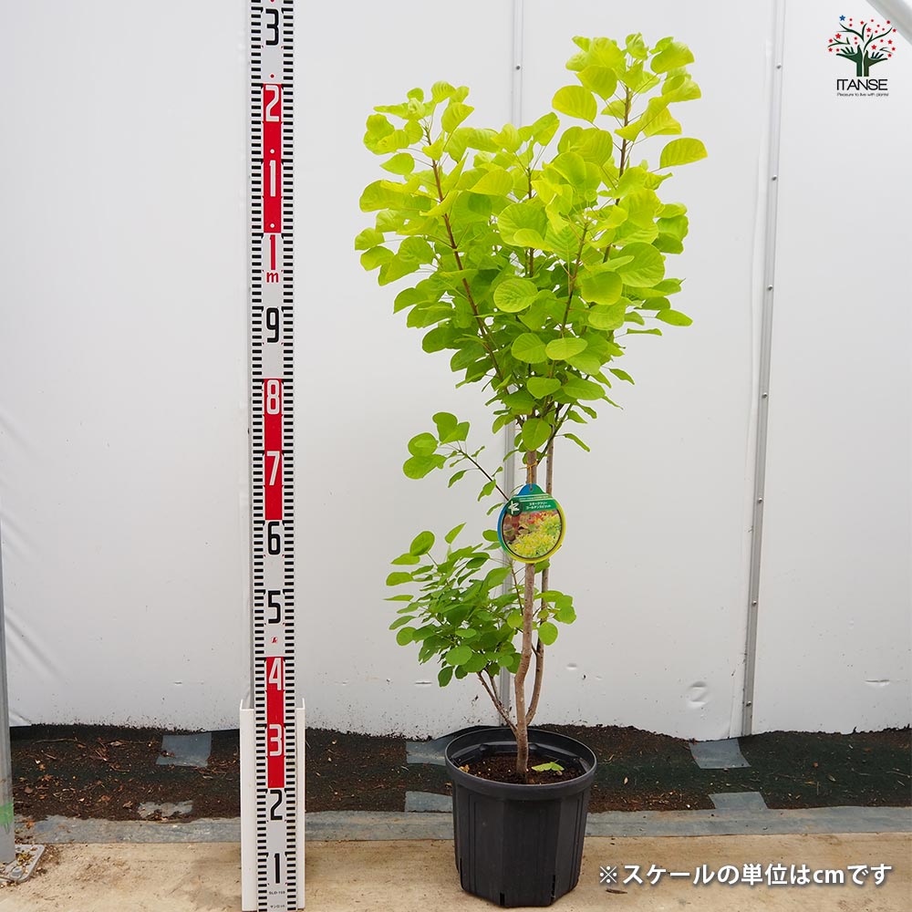 スモークツリー ゴールデンスピリット 【花木苗 8号／1個売り