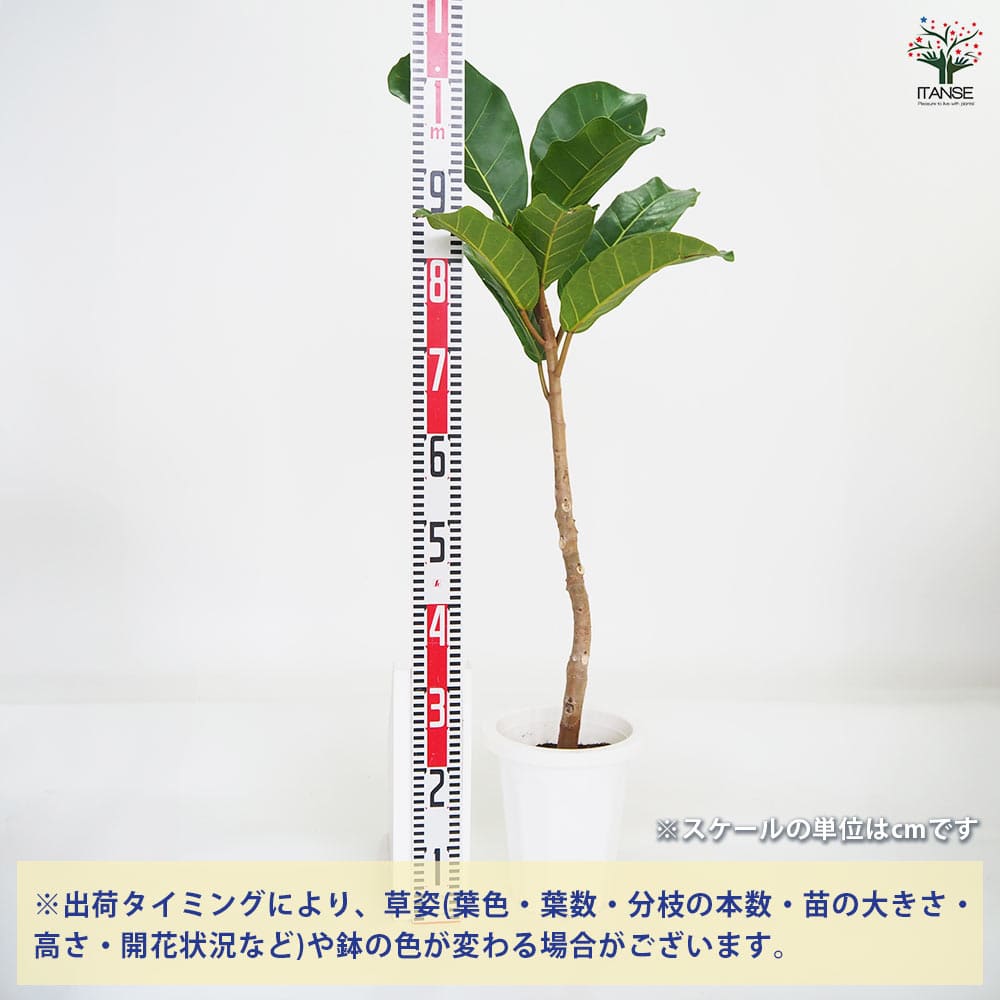 観葉植物 フィカス アフリカンプリンス 【観葉植物 8号／1個売り