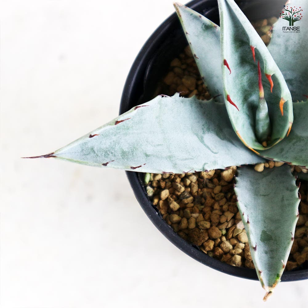 アガベ フレキシスピナ 【多肉植物 3.5号／1個売り】｜ 【植物の